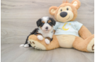 Mini Bernedoodle Pup Being Cute