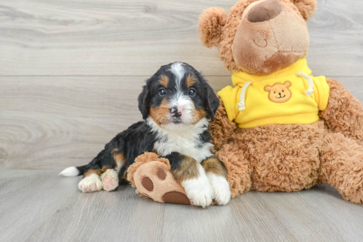 Mini Bernedoodle Pup Being Cute