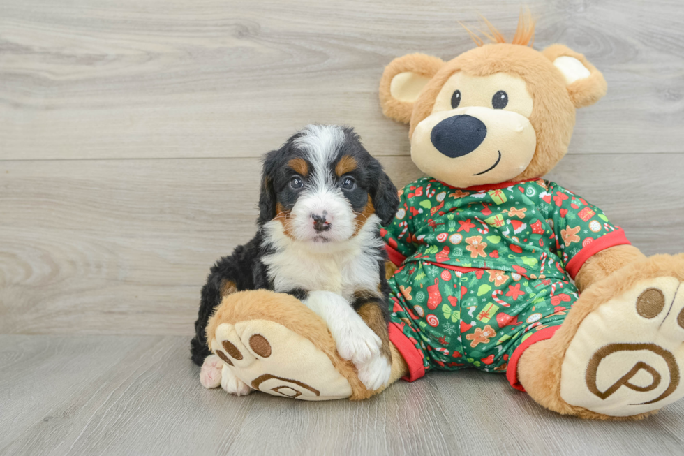 Petite Mini Bernedoodle Poodle Mix Pup