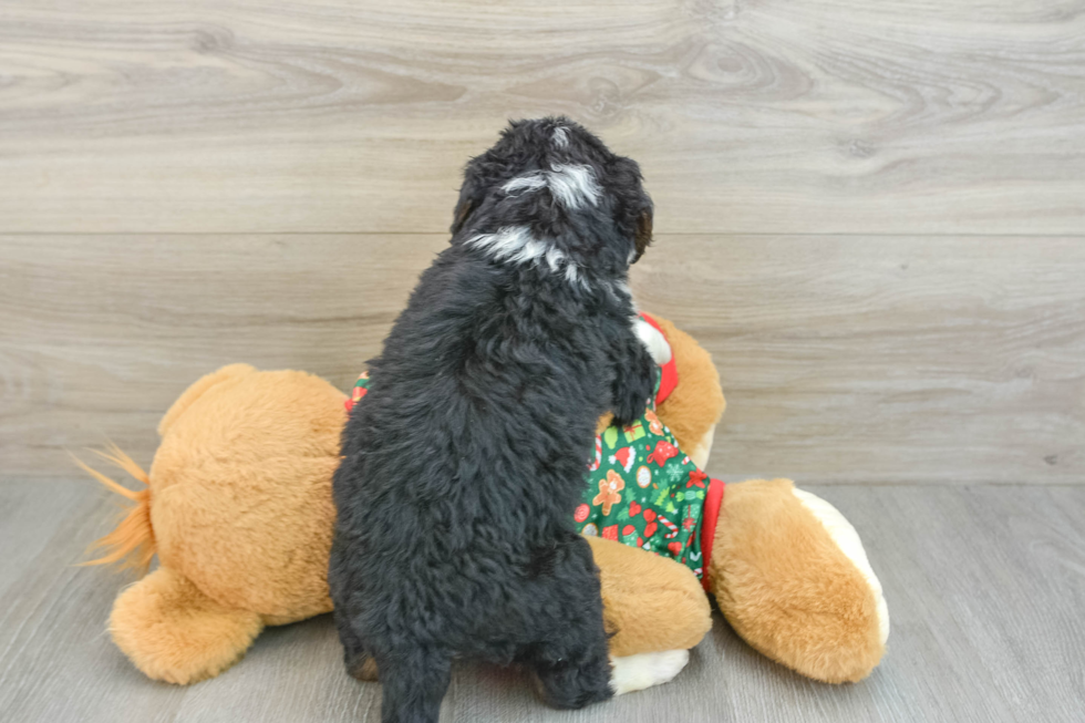 Best Mini Bernedoodle Baby