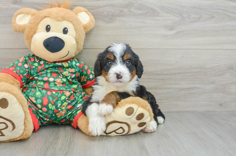 5 week old Mini Bernedoodle Puppy For Sale - Premier Pups