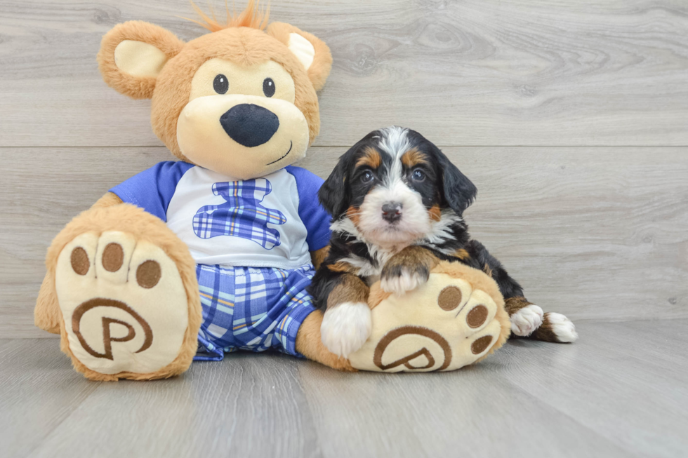 Mini Bernedoodle Pup Being Cute