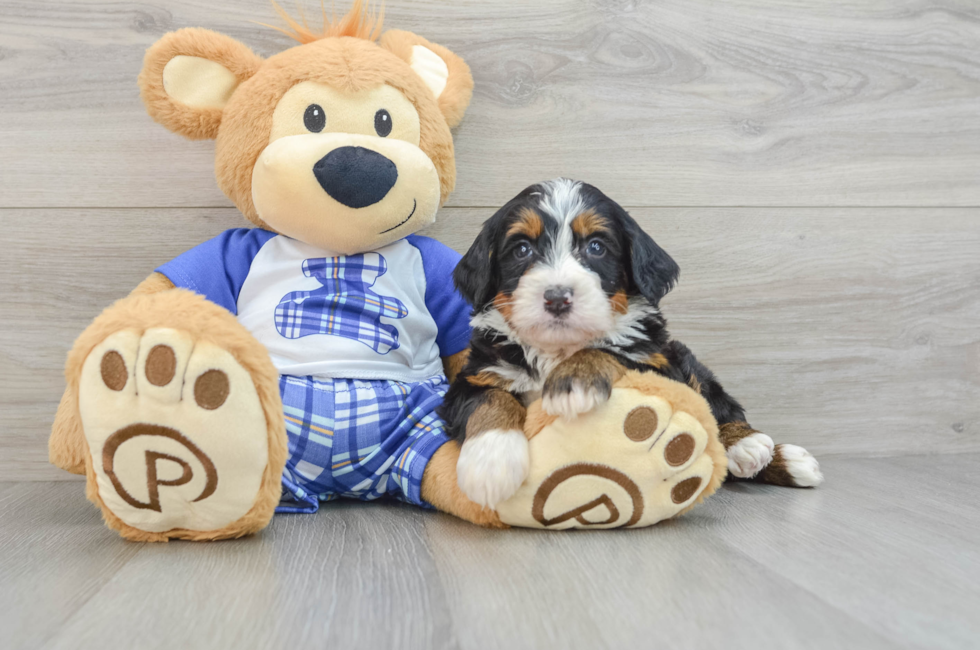 6 week old Mini Bernedoodle Puppy For Sale - Premier Pups