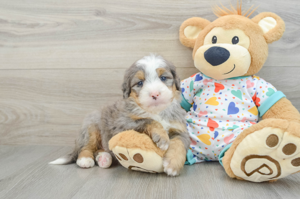 6 week old Mini Bernedoodle Puppy For Sale - Premier Pups