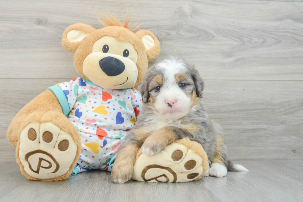 Playful Mini Berniedoodle Poodle Mix Puppy