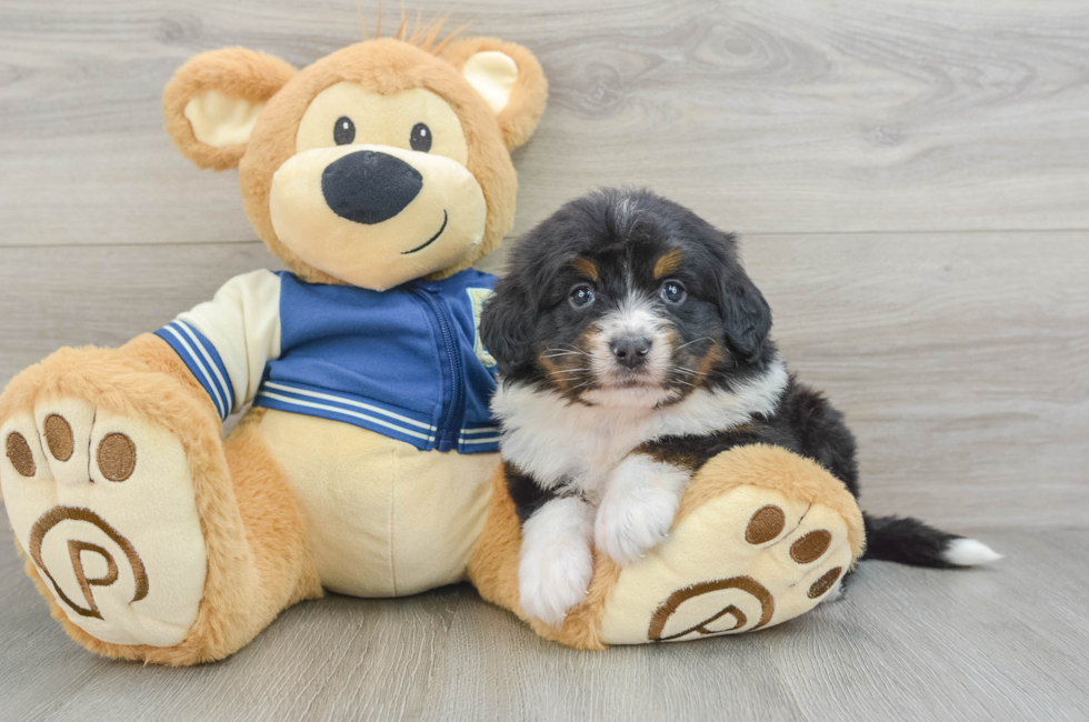 6 week old Mini Bernedoodle Puppy For Sale - Premier Pups