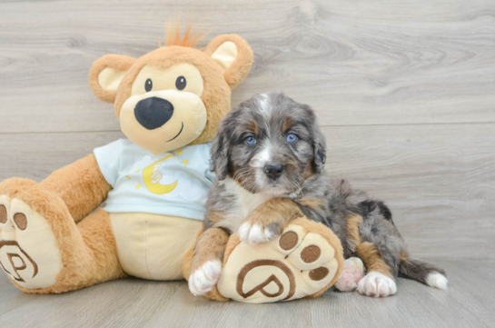 Mini Bernedoodle Puppy for Adoption
