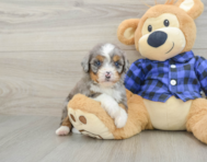 7 week old Mini Bernedoodle Puppy For Sale - Premier Pups
