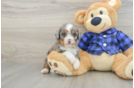Cute Mini Bernedoodle Baby