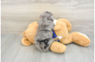 Mini Bernedoodle Puppy for Adoption