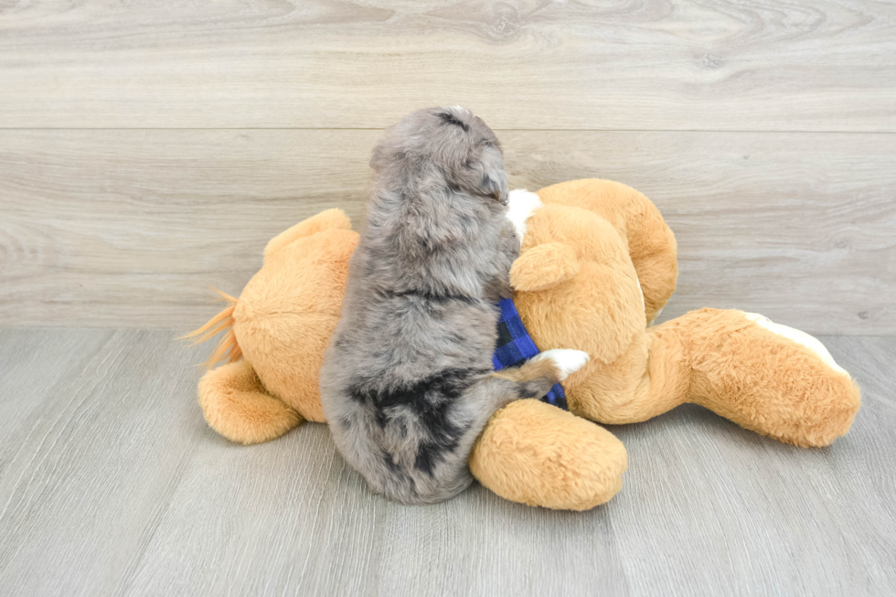 Mini Bernedoodle Puppy for Adoption