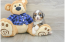 Mini Bernedoodle Puppy for Adoption