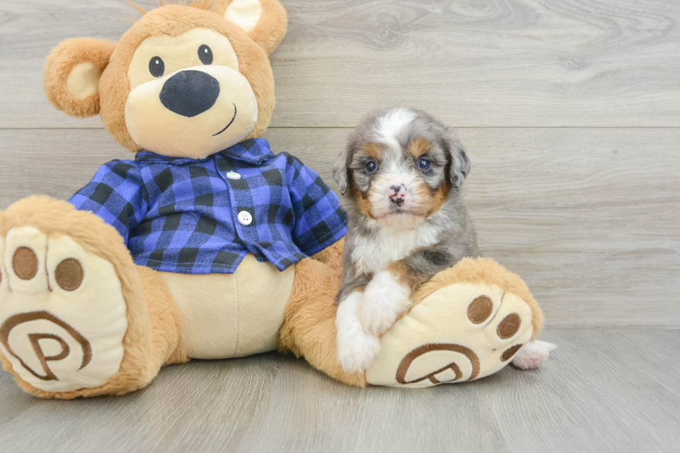 Mini Bernedoodle Puppy for Adoption