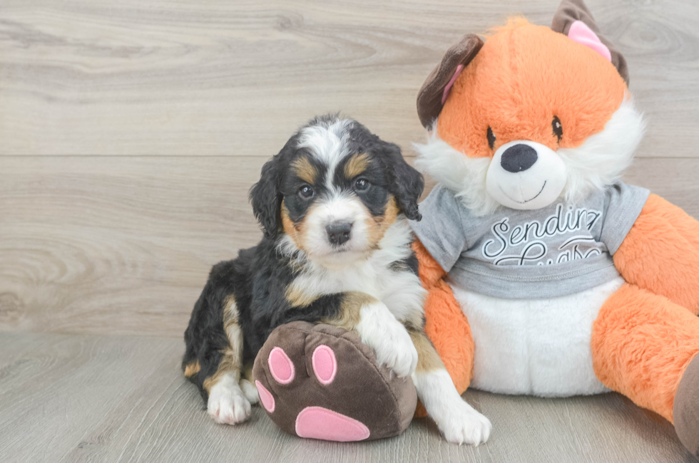 5 week old Mini Bernedoodle Puppy For Sale - Premier Pups