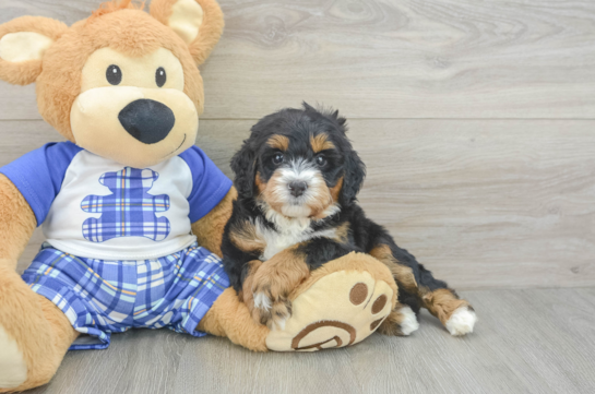Fluffy Mini Bernedoodle Poodle Mix Pup