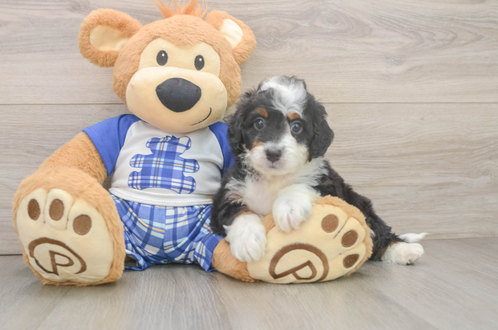 6 week old Mini Bernedoodle Puppy For Sale - Premier Pups