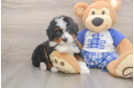 Mini Bernedoodle Puppy for Adoption