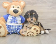 5 week old Mini Bernedoodle Puppy For Sale - Premier Pups
