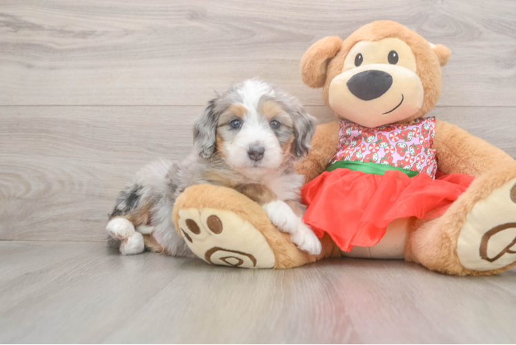Mini Bernedoodle Pup Being Cute