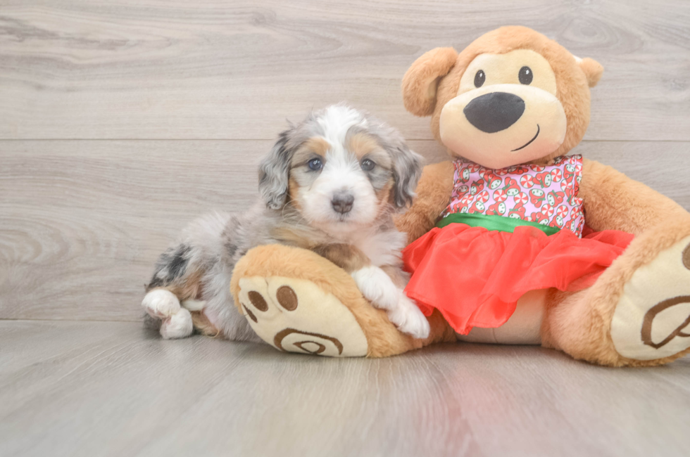 5 week old Mini Bernedoodle Puppy For Sale - Premier Pups