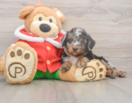 6 week old Mini Bernedoodle Puppy For Sale - Premier Pups