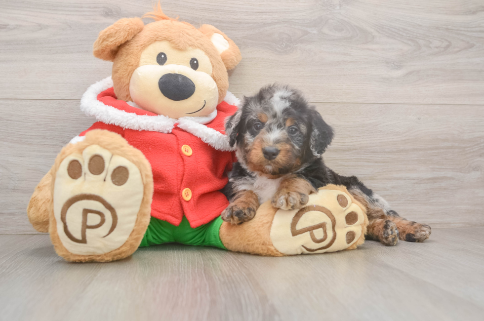 6 week old Mini Bernedoodle Puppy For Sale - Premier Pups
