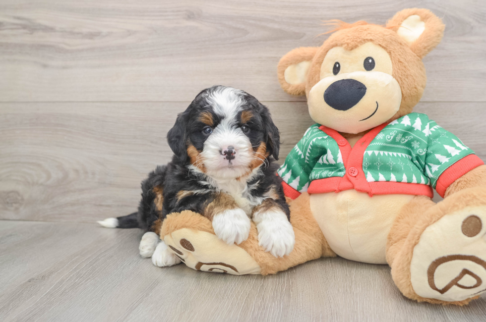 5 week old Mini Bernedoodle Puppy For Sale - Premier Pups