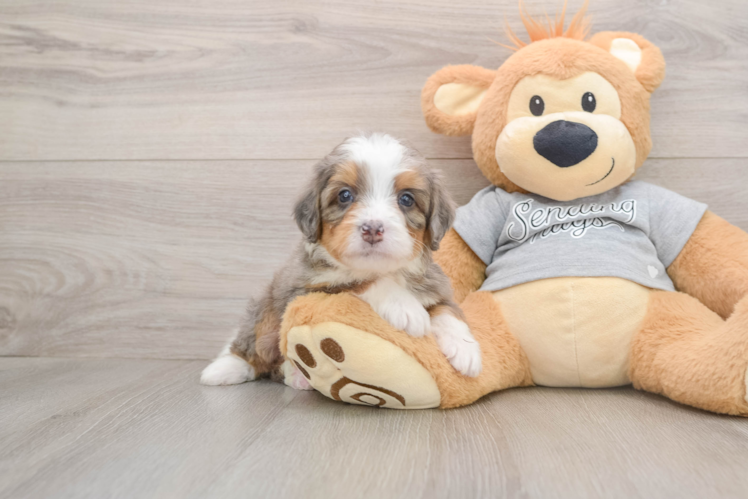 Mini Bernedoodle Pup Being Cute