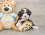 7 week old Mini Bernedoodle Puppy For Sale - Premier Pups