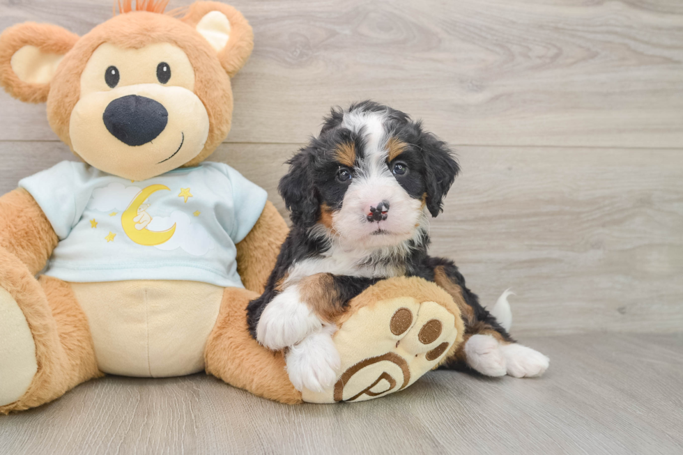 Cute Mini Bernedoodle Baby