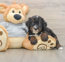 7 week old Mini Bernedoodle Puppy For Sale - Premier Pups