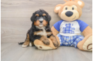 Hypoallergenic Mini Bernesedoodle Poodle Mix Puppy