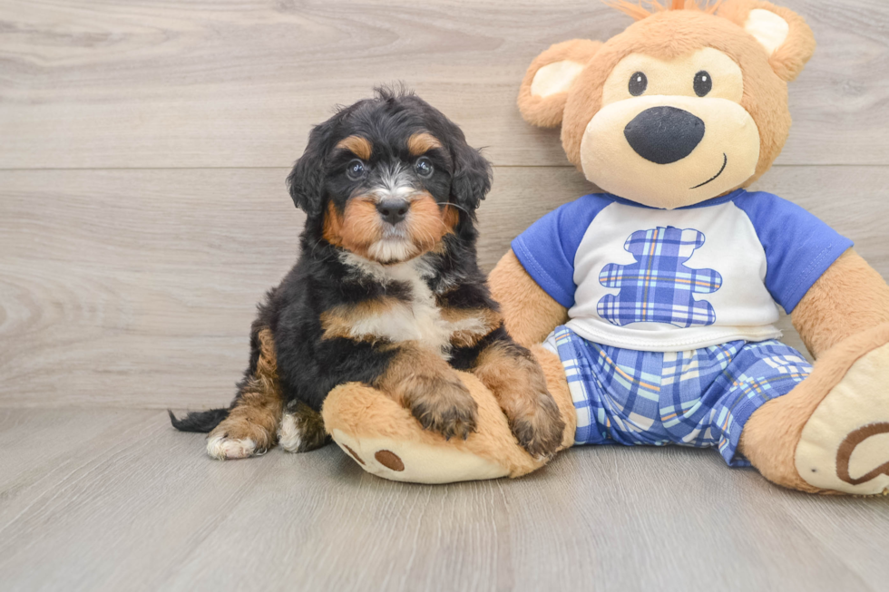 Hypoallergenic Mini Bernesedoodle Poodle Mix Puppy