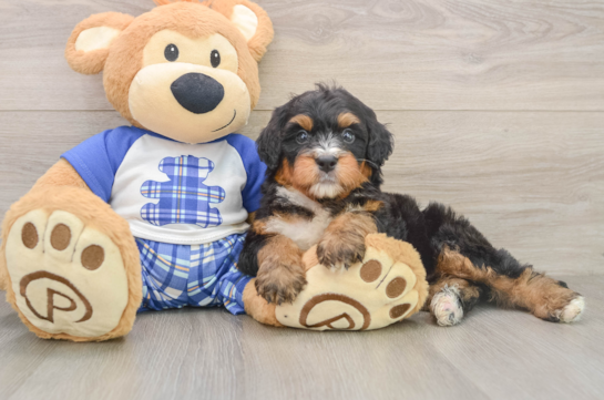 Mini Bernedoodle Pup Being Cute
