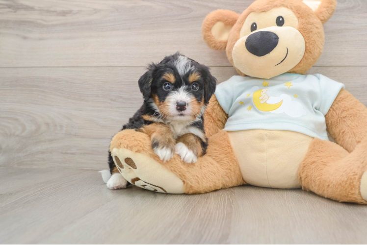 Best Mini Bernedoodle Baby