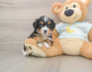 5 week old Mini Bernedoodle Puppy For Sale - Premier Pups
