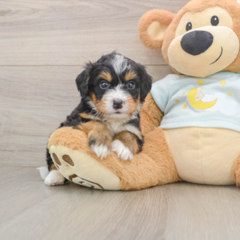Best Mini Bernedoodle Baby