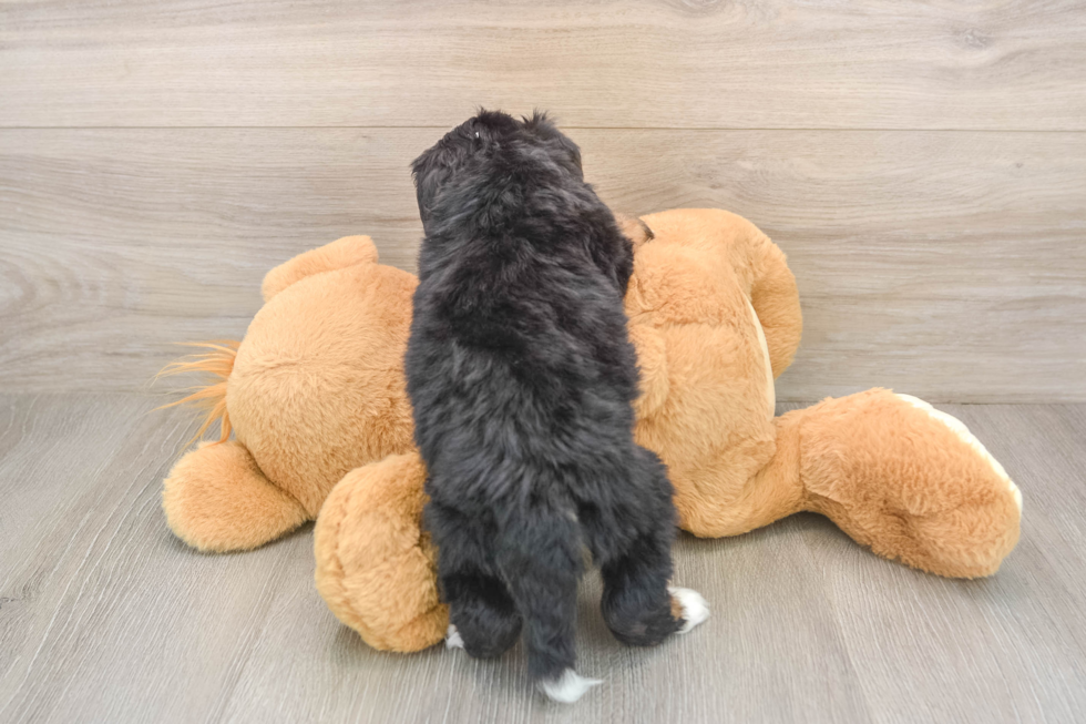 Best Mini Bernedoodle Baby
