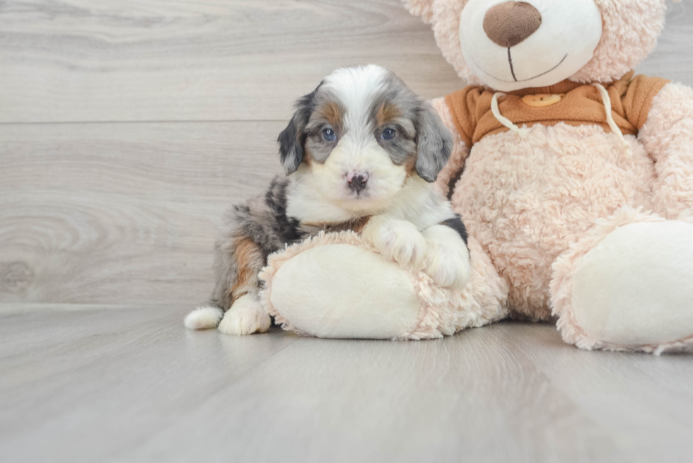 Mini Bernedoodle Pup Being Cute