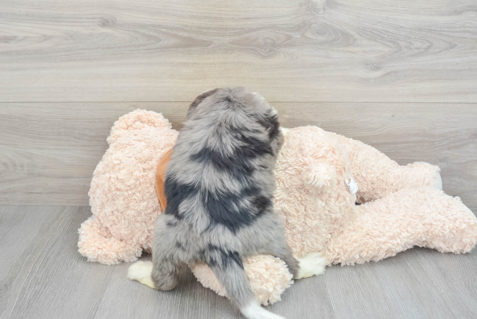 Friendly Mini Bernedoodle Baby