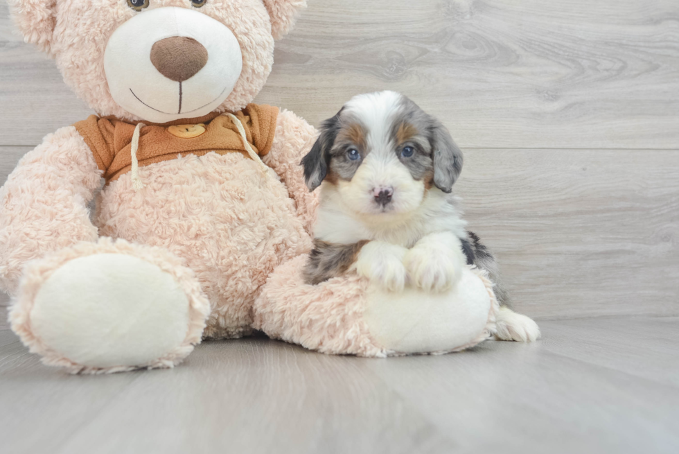 Best Mini Bernedoodle Baby