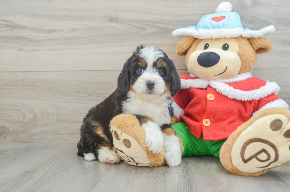 5 week old Mini Bernedoodle Puppy For Sale - Premier Pups