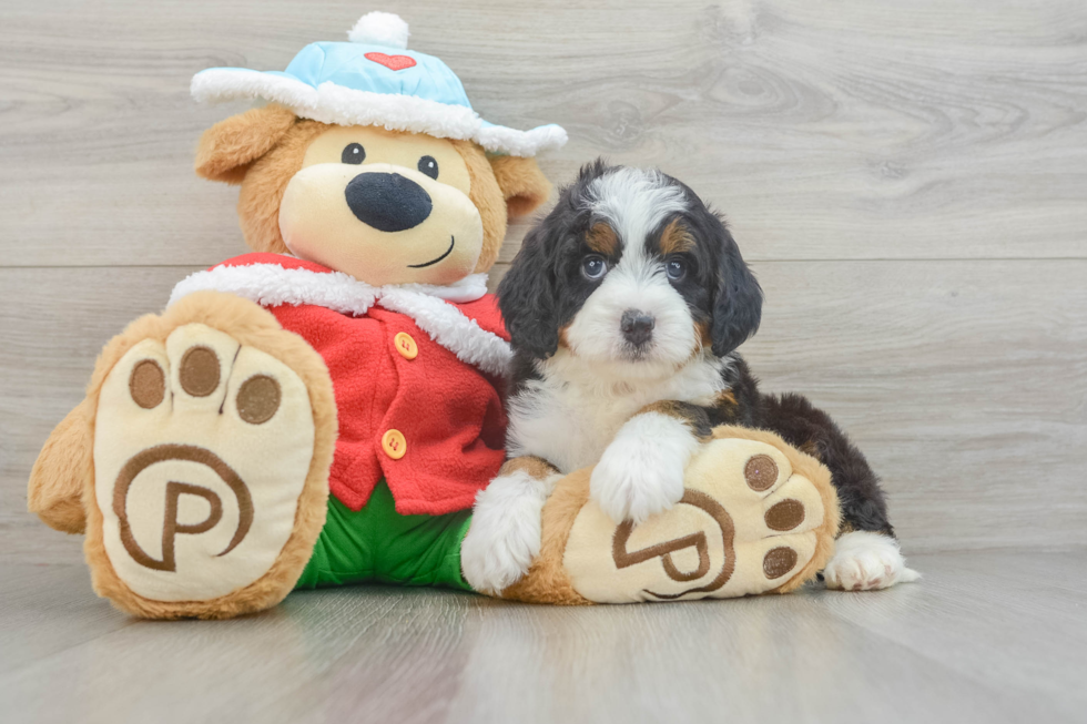 Best Mini Bernedoodle Baby