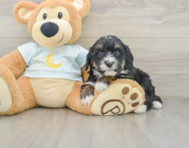 7 week old Mini Bernedoodle Puppy For Sale - Premier Pups