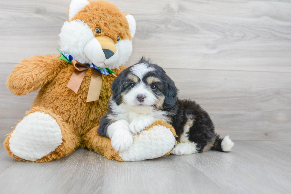 Mini Bernedoodle Puppy for Adoption