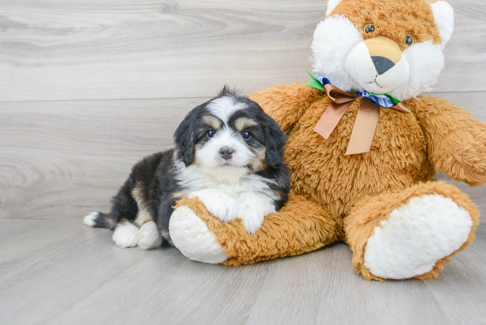 Mini Bernedoodle Puppy for Adoption