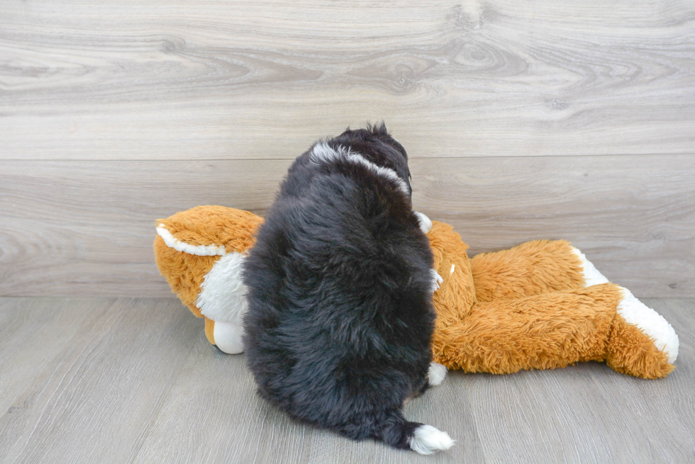 Best Mini Bernedoodle Baby