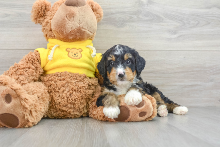 Mini Bernedoodle Puppy for Adoption