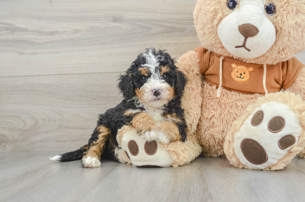 6 week old Mini Bernedoodle Puppy For Sale - Premier Pups