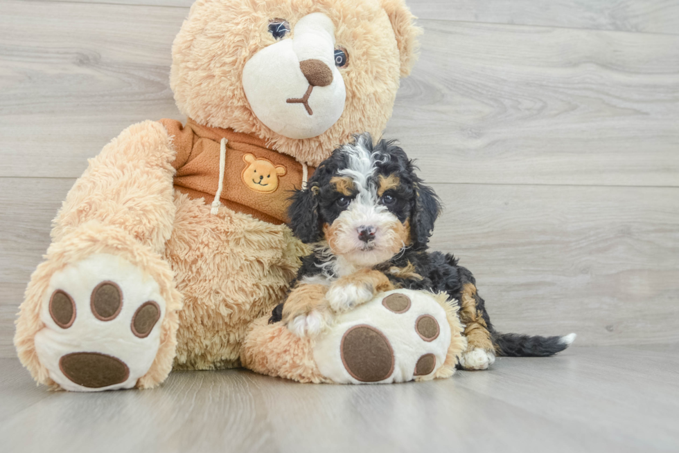 Little Mini Bernadoodle Poodle Mix Puppy